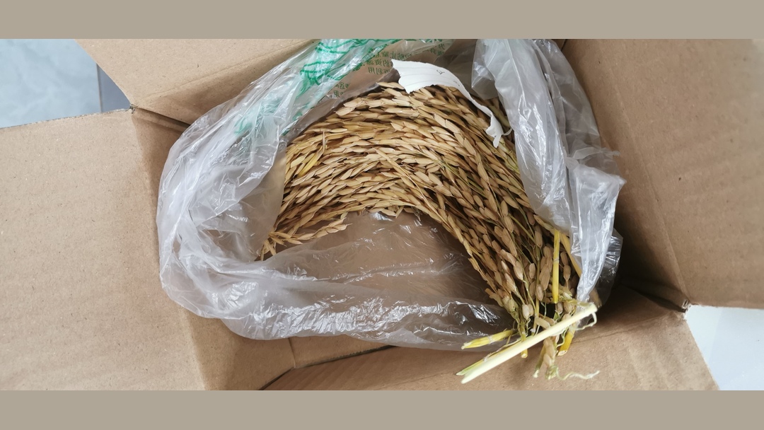 硒肥怎么选？叶面肥/底肥/水溶肥哪种效果好？