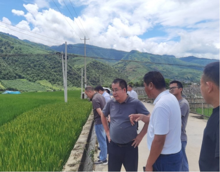 施甸现场指导富硒水稻示范种植基地建设